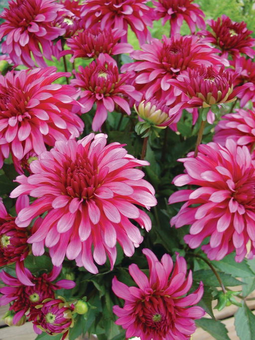 ГЕОРГИНА Гэллери Арт Нуво Разбор I Кол-во упак., шт 1