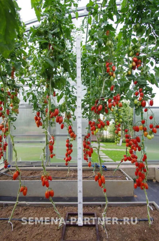 Томат Рыжий Котя F1 - Партнер фото 3