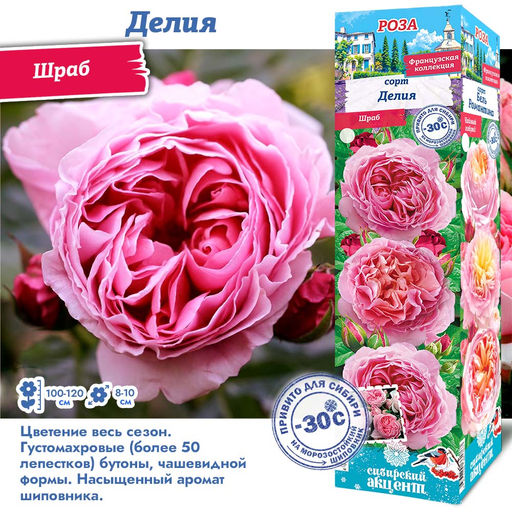 Роза Делия (Шраб) 1шт