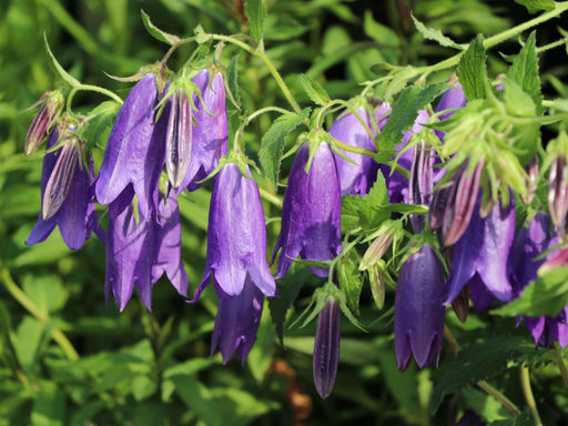 Колокольчик гибридный Сарастро - Долина роз фото 2