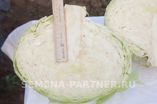 Капуста белокочанная среднепоздняя Мишутка - Партнер фото 5
