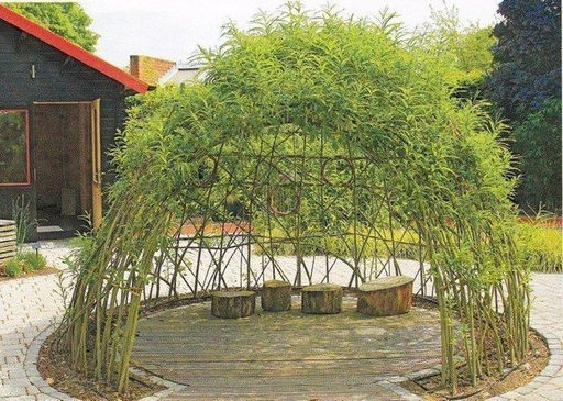 Ива плакучая, 40-60 см
