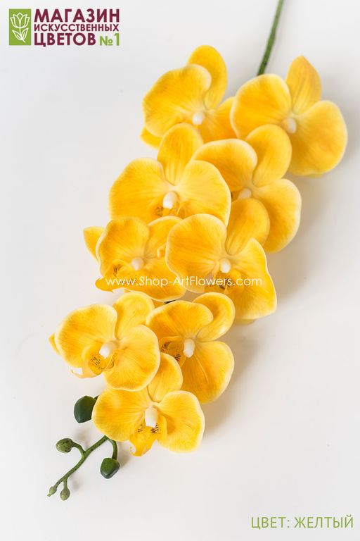 004 Орхидея фаленопсис "Жозель" (9 цветков)