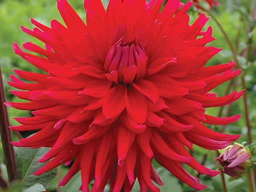 ГЕОРГИНА Акапулько Разбор I Кол-во упак., шт 1