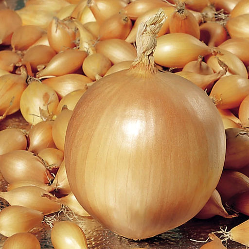 Севок Сеншуй (озимый сорт) 1 кг Россия