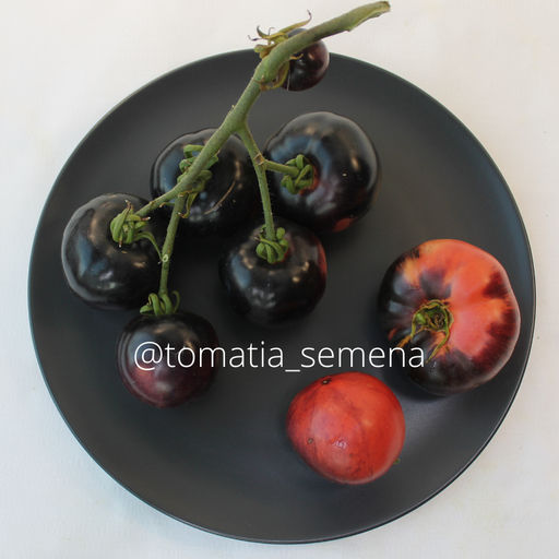 Аметистовая драгоценность - Tomatia фото 2