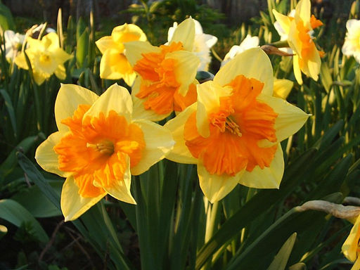 НАРЦИСС Мондрэгон Разбор 12/14 Кол-во 
 упак., шт 5