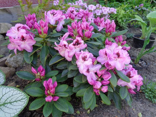 Рододендрон Lugano (Лугано) - Долина роз фото 9