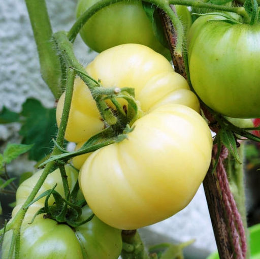 Помидоры Mikado White - Белый Микадо