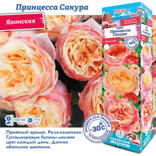 Роза Принцесса Сакура (Японская) 1шт