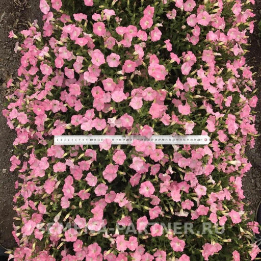 Петуния Лагуна Жозефина каскадная салмон - Партнер фото 5