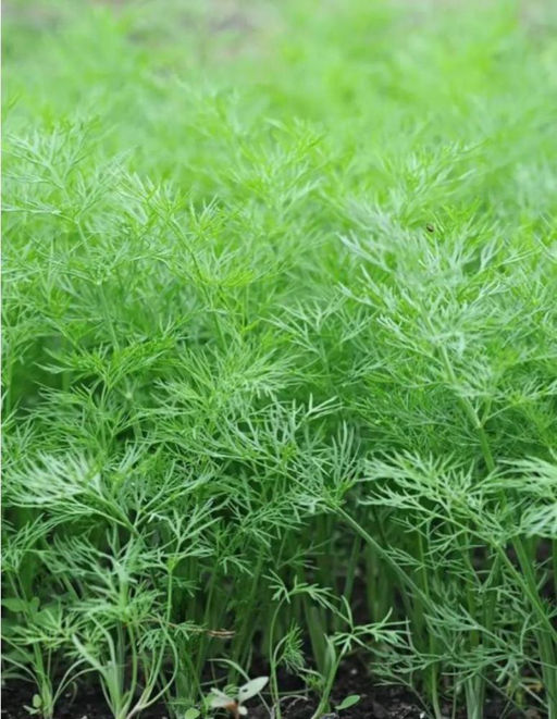 Укроп Нежность