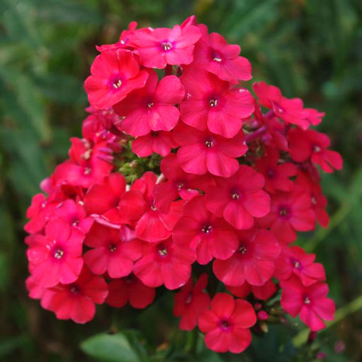 ФЛОКС Мисс Мэри Разбор I Кол-во упак., шт 2