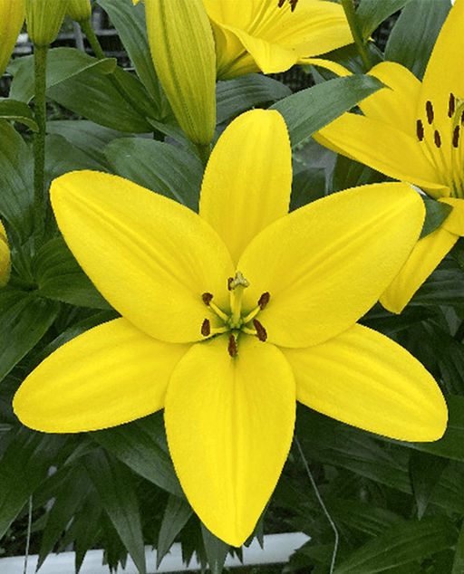 ЛИЛИЯ Фуента Разбор 12/14 Кол-во упак., шт 5