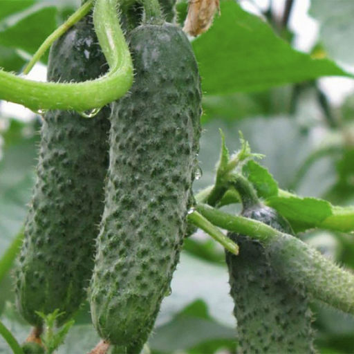 6206U Огурец Аристократ F1 5шт