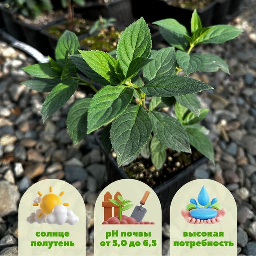 Гортензия метельчатая Гарденлайт Редлайт - Долина роз фото 2