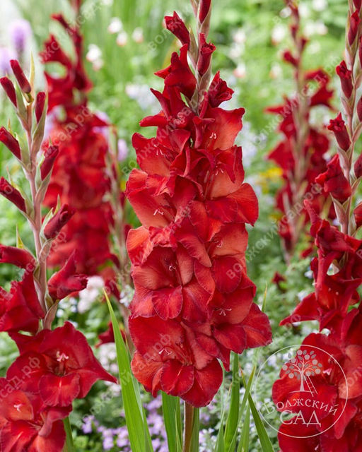 ГЛАДИОЛУС Амига Разбор 10/12 Кол-во упак., шт 10