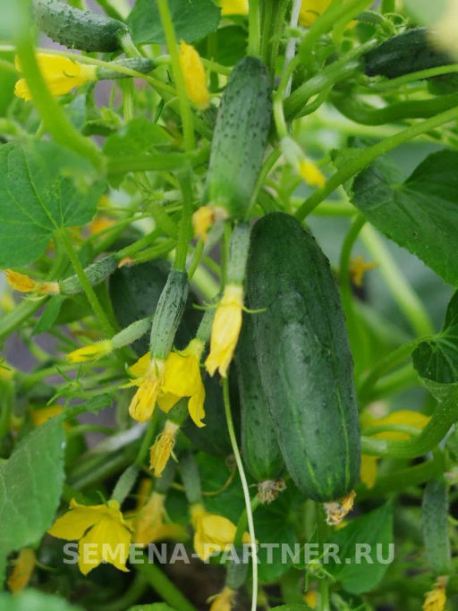 Огурец партенокарпический Крош - Партнер фото 3