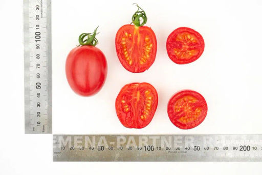 Томат Моне - Партнер фото 8