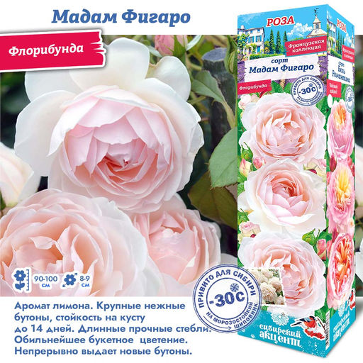 Роза Мадам Фигаро (Флорибунда) 1шт