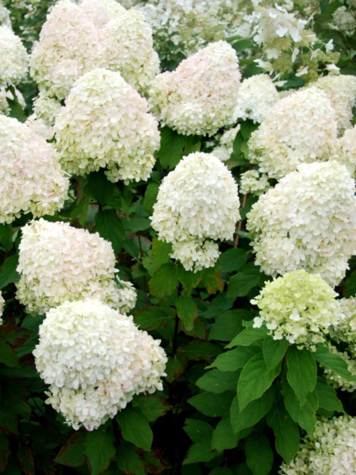 Гортензия Фантом 20-40 см, горшок Р9