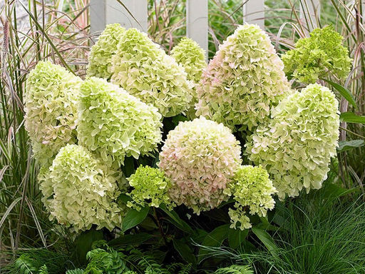 Гортензия метельчатая Литл Фреско - Долина роз фото 3