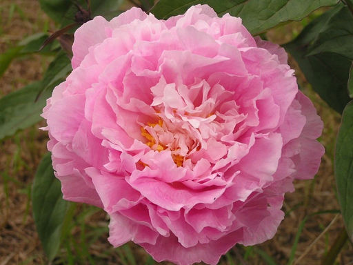 Пион Catharina Fontyn (Катарина Фонтайн) - Долина роз фото 2