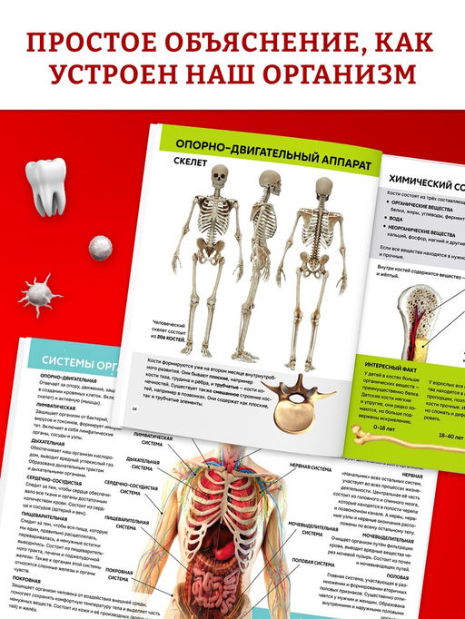 Энциклопедия в твёрдом переплёте "Строение тела человека", 128 страниц.