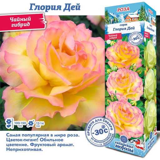 Роза Глория Дей (Чайно-гибридная) 1шт