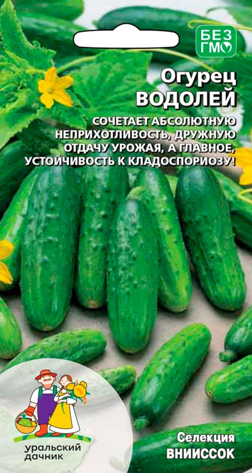 Огурец ВОДОЛЕЙ Сочетает абсолютную неприхотливость, дружную отдачу урожая, а главное устойчивость к кладоспориозу!