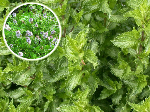 Мята Криспа - Долина роз фото 5