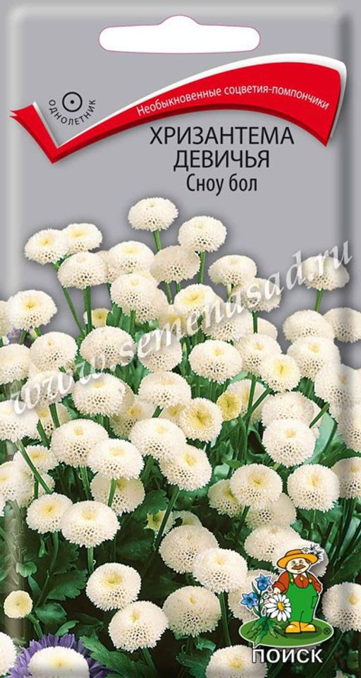 Хризантема девичья (Приретрум девичий) Сноу бол (ЦВ) ("1) 0,05гр.