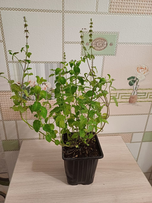 Мята Земляника мелколистная