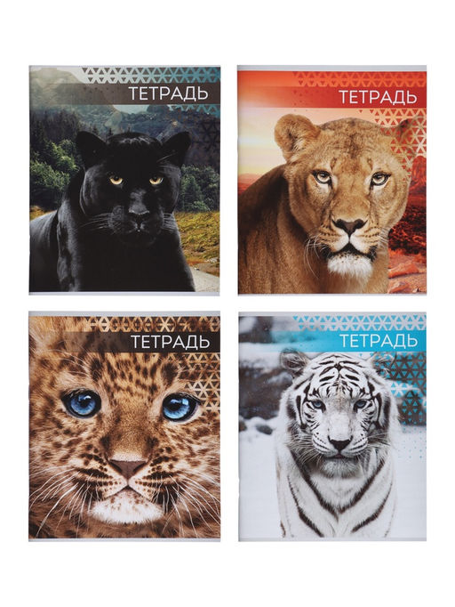 Комплект тетрадей из 4 штук, 48 листов в линейку «Дикие кошки», серые листы