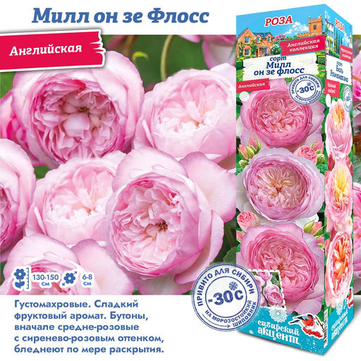 Роза Милл он зе Флосс (Английская) 1шт