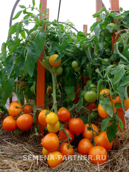 Томат Артистка - Партнер фото 8