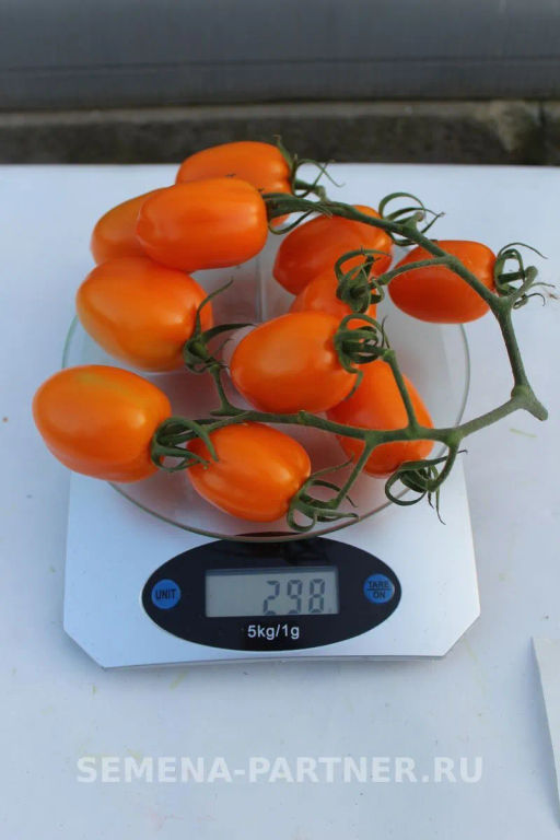 Томат Версаль - Партнер фото 7
