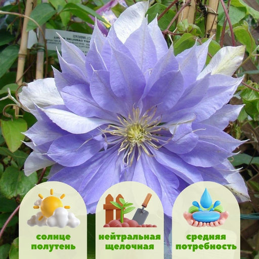 Клематис Кантес Оф Лавлейс - Долина роз фото 2