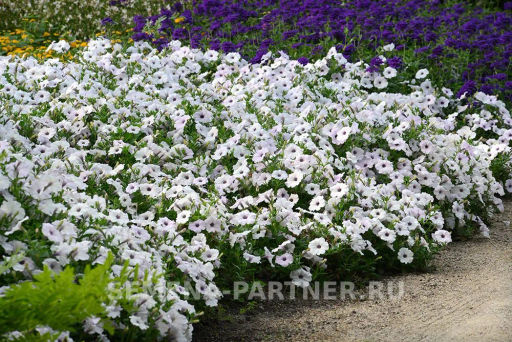 Петуния Изи Вэйв Сильвер каскадно-ампельная белая - Партнер фото 3