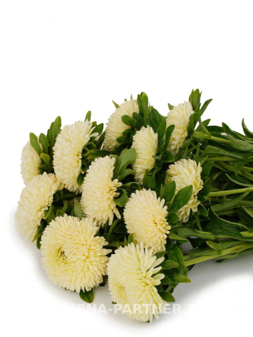 Астра китайская Остановись Мгновение - Партнер фото 4