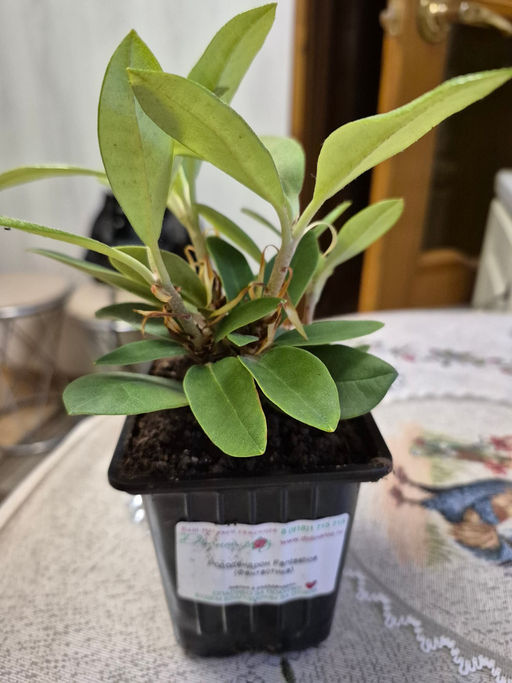 Рододендрон Фантастика