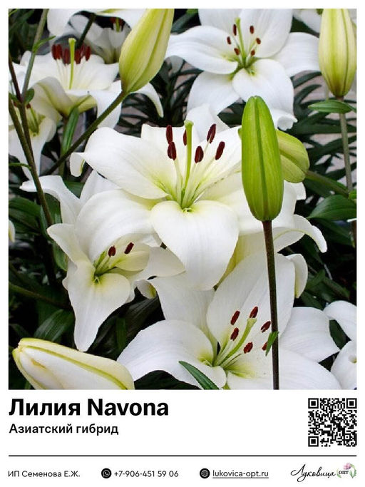 Лилия Navona (Азиатский гибрид)