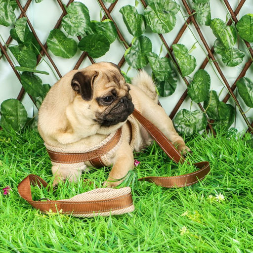 Комплект амуниции светоотражающий с мягкими шлейкой и ручкой, поводок 120 х 2 см, ОШ 46-69 см, корич - Пижон фото 10