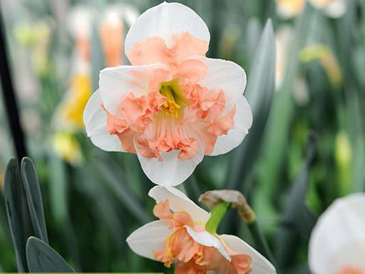 Нарцисс Pink Wonder (Пинк Уандер) - Долина роз фото 3