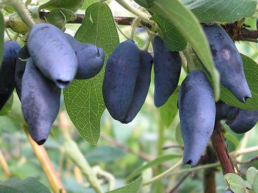 Жимолость Камчатская