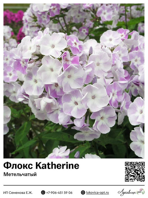 Флокс Katherine (Метельчатый)