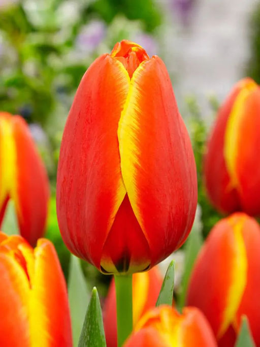 ТЮЛЬПАН Ворлдс Фэйворит Разбор 11/12 Кол-во 
 упак., шт 8