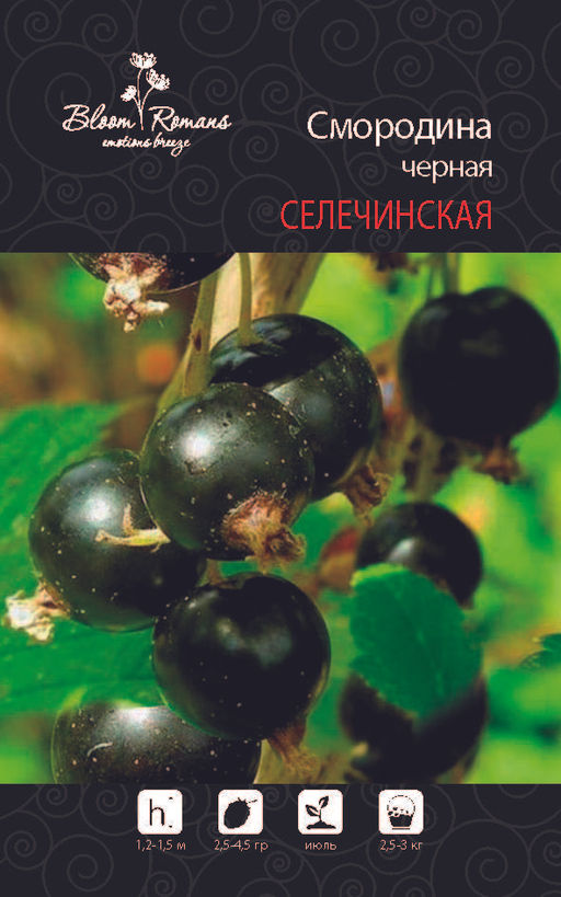 Смородина черная Селечинская 2