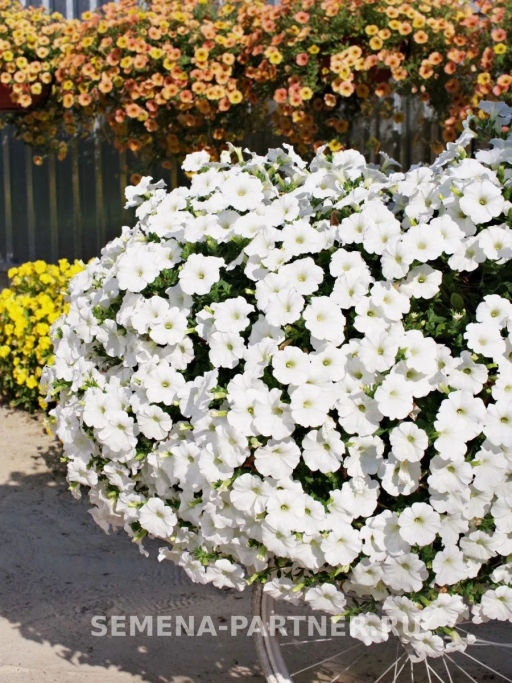 Петуния Зацветёт Long Айс Квин многоцветковая ампельная - Партнер фото 8