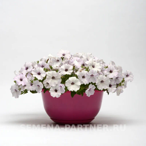 Петуния Изи Вэйв Сильвер каскадно-ампельная белая - Партнер фото 6